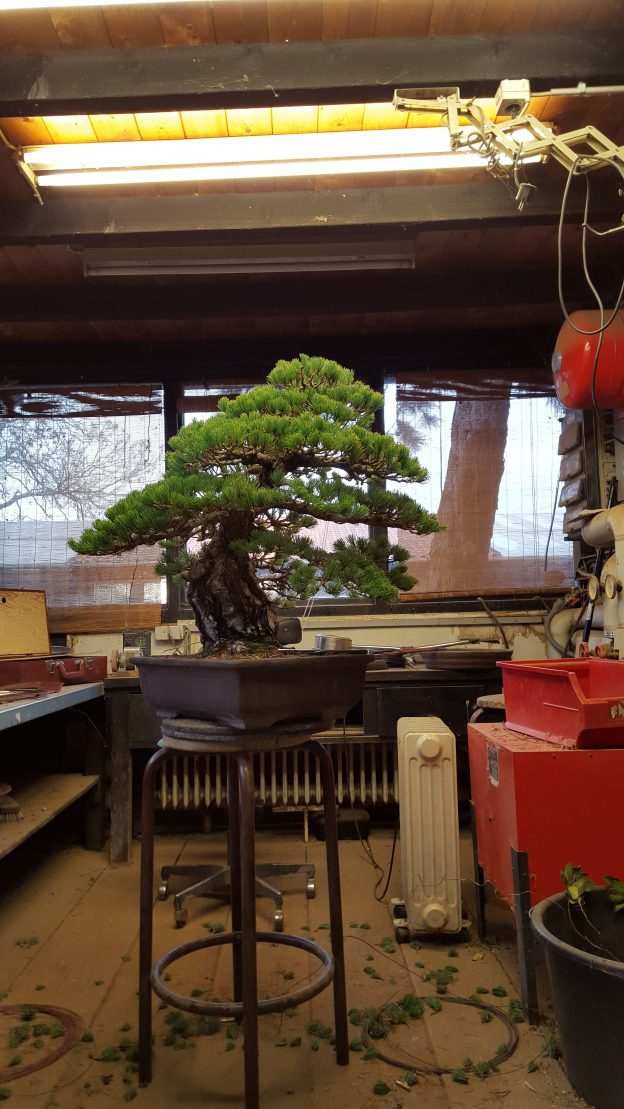 Werkstatt Bonsai Nedić, Bonsaigestalter Mannheim, Bonsaizentrum
